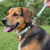 Dog wearing a colorful collar and leash with a blurred green outdoor background