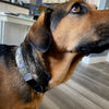 Dog Collar Wholesale