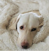 Dog Blanket Wholesale