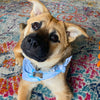 Bandana (a.k.a. Dogdana) - Wholesale Doggie Bandana - Maritime Tribes USA